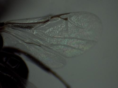 Réf. 314 442 : Eurytominae inconnu